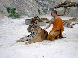 tiger temple tour